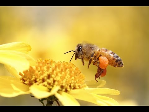 زنبور عسل مقتدای نیک | المفلحون HD