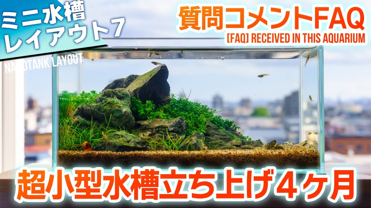 New 36cm水槽を立ち上げました 36cm水槽 アクアリウム 熱帯魚 水槽 的youtube视频效果分析报告 Noxinfluencer