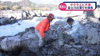 サクラエビ不漁　原因究明なるか　県が富士川の濁りを調査