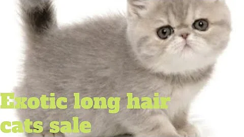 Watch the video about Exotic Long Hair Kitten For Sale | Quality kittens in Hyderabad | Hyderabad Fusion