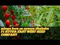 MBEGU BORA YA NYANYA DHAHABU F1 KUTOA EAST WEST SEED COMPANY MBEGU BORA YA NYANYA DHAHABU F1 KUTOA EAST WEST SEED COMPANY