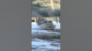 IQ OPTION ROBOT 2025: The Ultimate Hands-Free Trading Solution #shorts