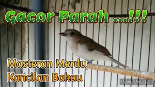 Suara Burung Kancilan Bakau Gacor asyikkk,