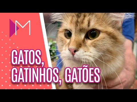 Vídeo: Como Participar De Uma Exposição De Gatos