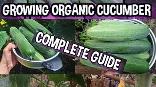 Grow Organic Cucumber aт Home | A Step-By-Step Guide To Grow Cucumber Successful