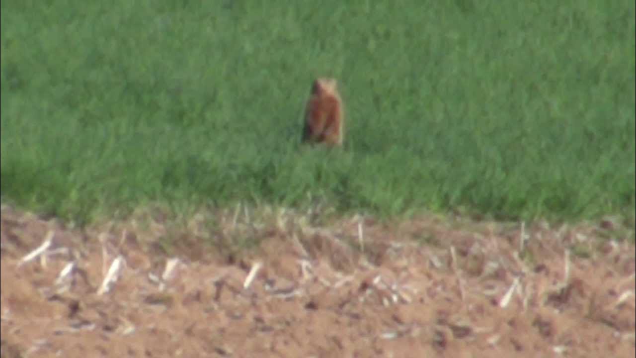 200 Yard Woodchuck Kill with the 22250 YouTube