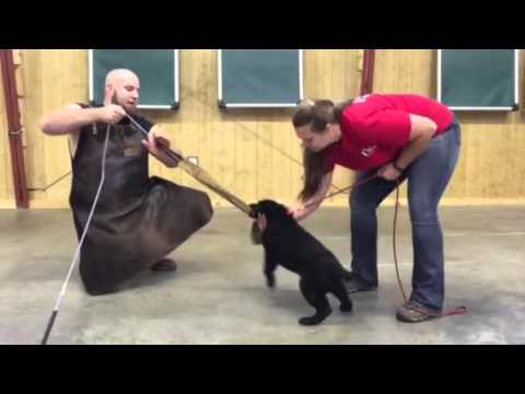 video phone beyonce mp3 Reign von Prufenpuden 8 Weeks Early Protection Development Dog For Sale