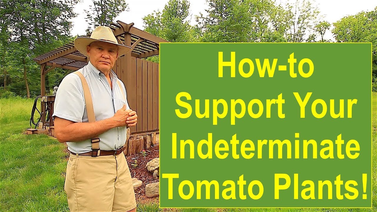 Tips and Ideas on How-to Support Your Indeterminate Tomato Plants