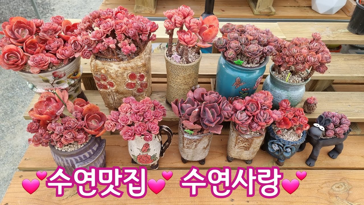 여기는 수연 맛집💕 수연사랑💕 Korean succulent plants