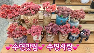 여기는 수연 맛집 수연사랑 Korean succulent plants