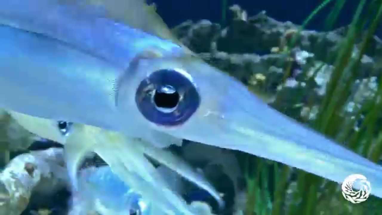 Bigfin Reef Squid Visitors From Another Planet YouTube