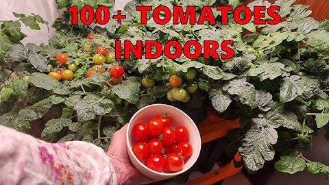 プラスチックの箱で室内で100個以上のミニトマトを栽培する方法（土なし、ポンプなし、テントなし）