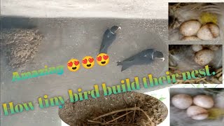 How Barn swallow built a nest/Exotic bird