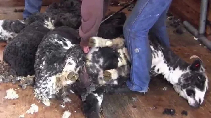 Sheep Feathers Farm 2015 Sheep Shearing