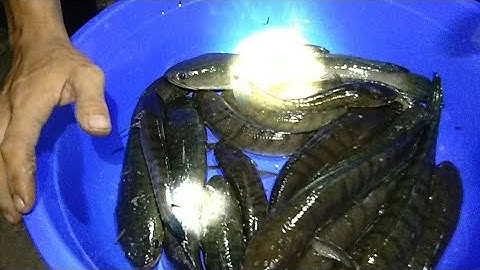 ĐI Cắm câu cá lóc mùa mưa dô cắm trúng ao lâu năm dính toàn hugo (p1)