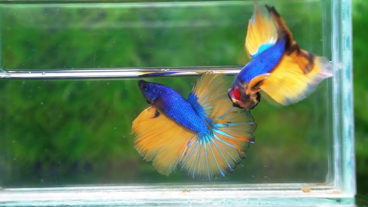Betta fish HM Blue Mustard Gas Black Ring