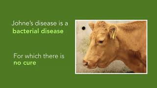 Johnes Disease Control At Calving