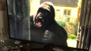 Gorilla Screaming And Falling Doolittle 2020