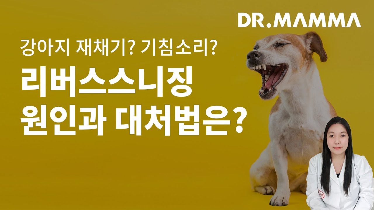 우리 아이 재채기야? 기침이야? 강아지 리버스스니징 원인과 대처법