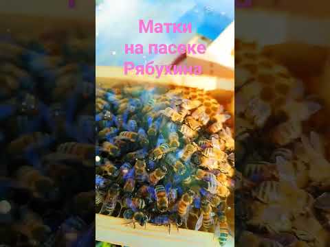 Матки приняты в