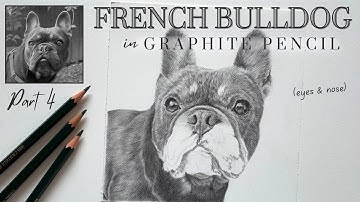 How to Draw a French Bulldog in Graphite Pencil - pt 4 - Eyes & Nose | Real Time Tutorial
