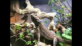 Bio Dude Bioactive Bearded Dragon Terrarium UPDATE and UPGRADE. Self Cleaning and Self Maintaining