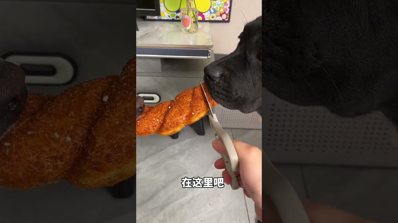 Dog: Isn’t this naked eccentricity?Cute pet debut plan, dogs become stings, dogs' thoughts are wri