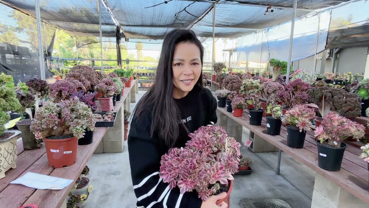 Aeonium crest on sale at Mimi’s nursery 714-489-1876