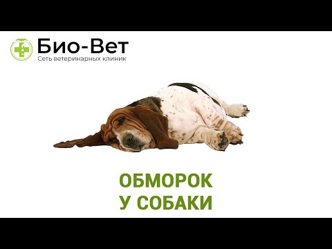 Обморок у собаки - что делать? // Ветеринарная клиника Био-Вет.