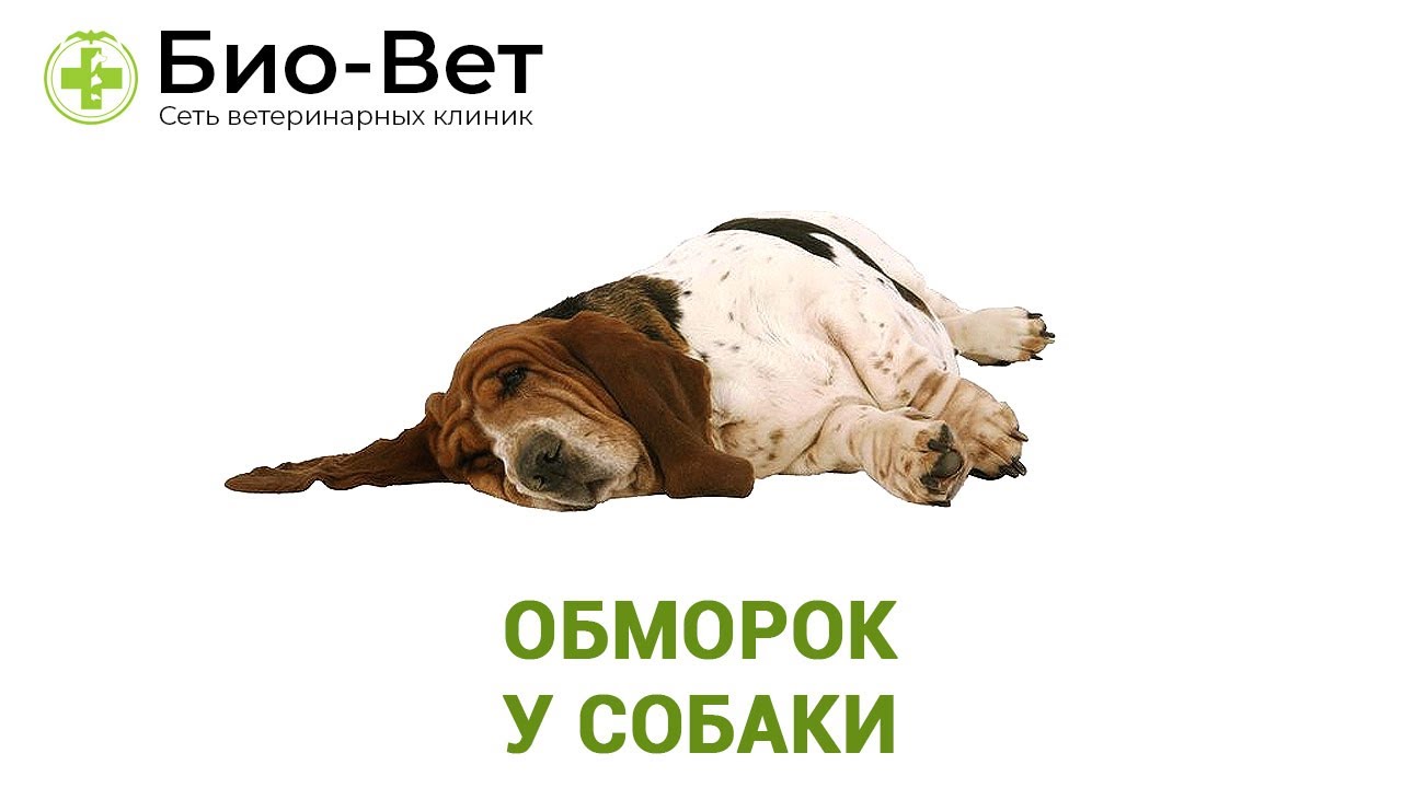 Обморок у собаки - что делать? // Ветеринарная клиника Био-Вет.