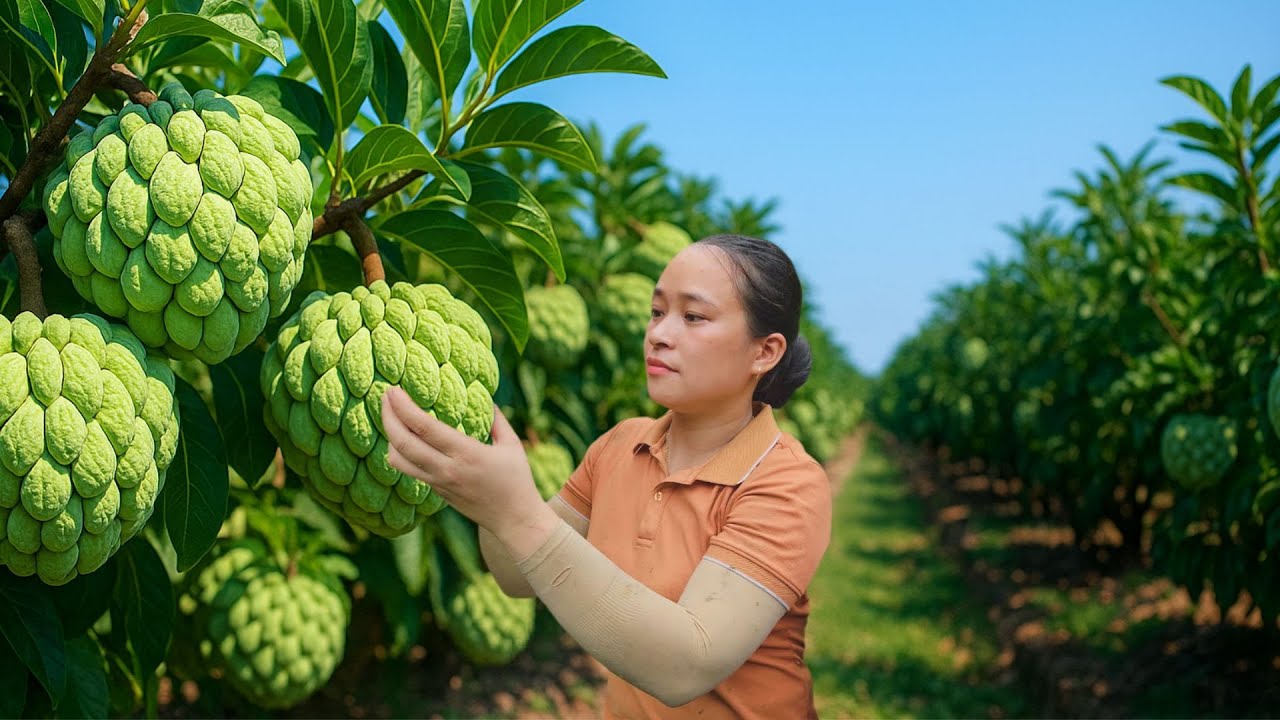 Harvesting Custard Apples Bringing Them To Market, Cleaning Up The Farm With My Son