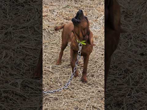 Redbone Coonhound pups have deep voices!