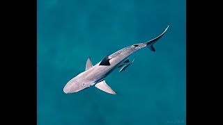 Show REEL 2022-Sharks, Whales, Rays, Fish - Hamptons Drone 4k Footage