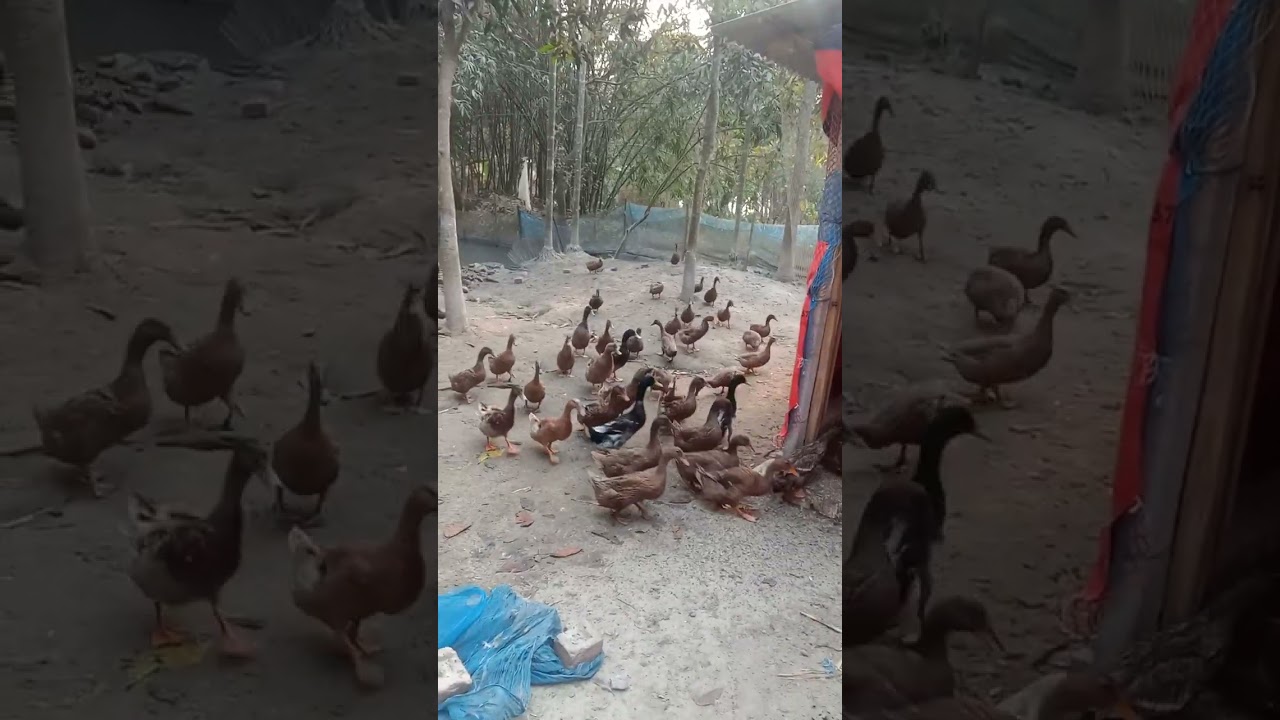  হাঁস আমার কথা বোঝে কতটা #funny #graycatbird #lifeisbutadream #animals 