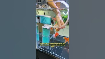 Máy lọc 4 in 1 cho hồ cá: Vừa lọc vừa tạo sóng, đỡ tốn tiền mua thêm máy sục #notashopvn #aquarium