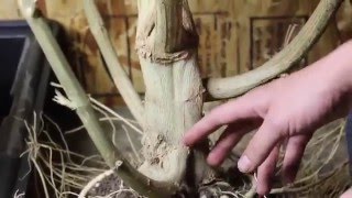 How To Grow 'Mendo Dope'  FULL SERIES