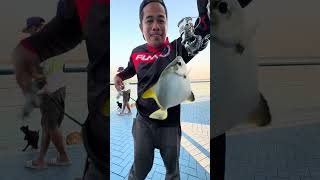 Pomfret Fishing in uae #fishing #abudhabi #pomfretfish #pomfretfishfry 