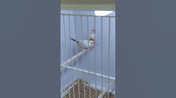 PASTEL FAWN JAVA   #birds #yt  #ytshorts #youtubeshorts