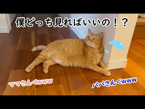 【猫】忙しい朝でも見るだけで笑顔になってしまいました！【かぎしっぽすず&つむぎ】