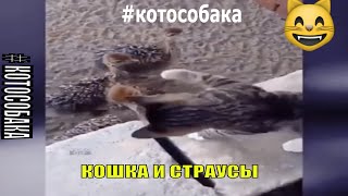 Кошка и страусы - ВО! #котособака #прколы #зехенвейчик #мопсихи #catdog #малышибригада #sorryбабушка