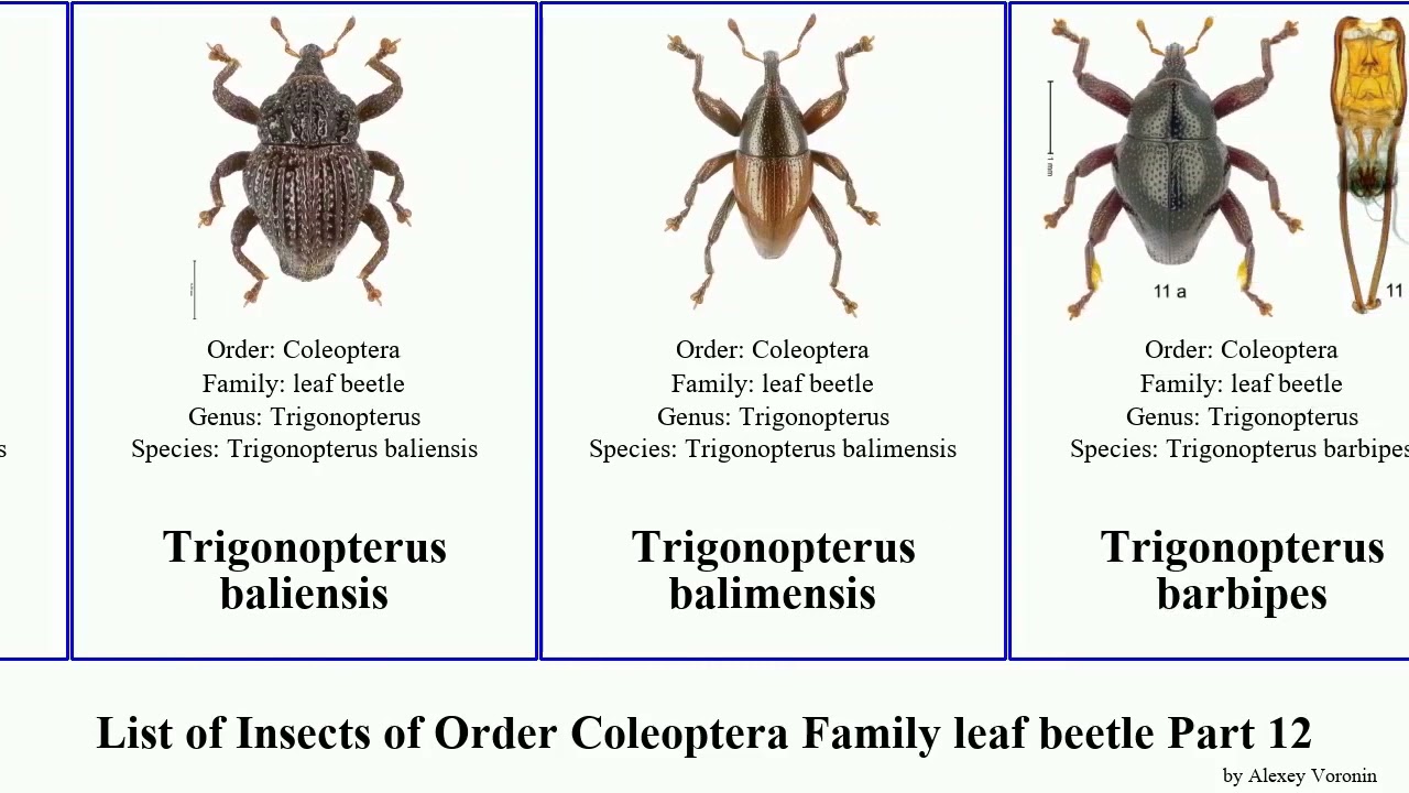 List of Insects of Order Coleoptera Family leaf beetle Part 12 trigonopterus timarcha metallica