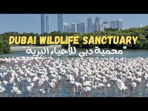 Dubai Wildlife Sanctuary (Ras Al Khor) محمية راس الخور للأحياء البرية #wildlife_sanctuary #dubai