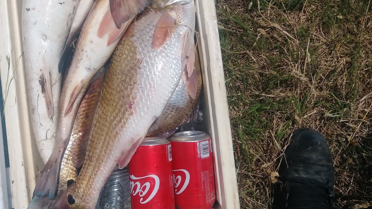 saltwater fishing on island road out of pointauxchenes Louisiana