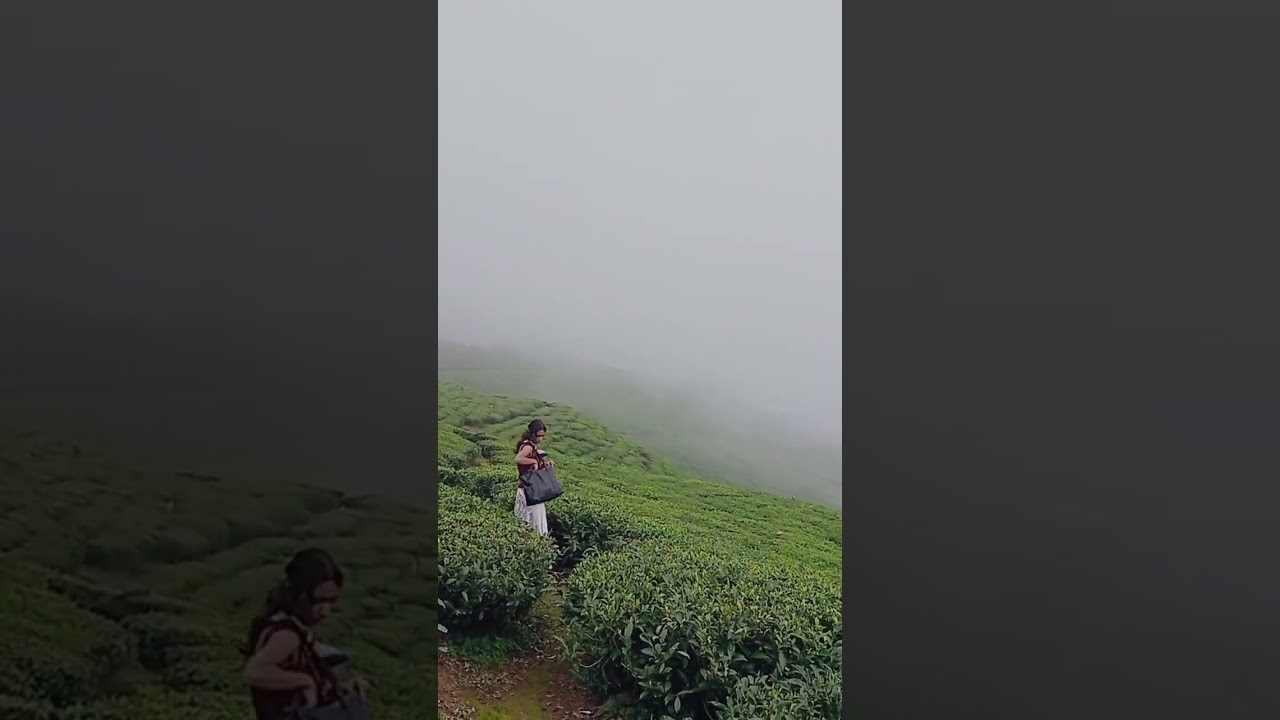 🍃 Kanyam Ilam | The Queen of Eastern Nepal | Tea Garden & Picnic Paradise 🇳🇵🌿💚