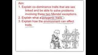 Genetics Self paced calico cat Explain Everything