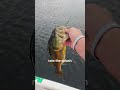 rate the splash!!!! #bassfishing #largemouthbass #bass #fishing #angler #northernminnesota