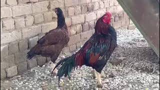 Beautiful Red Bloods Mianwali Aseels