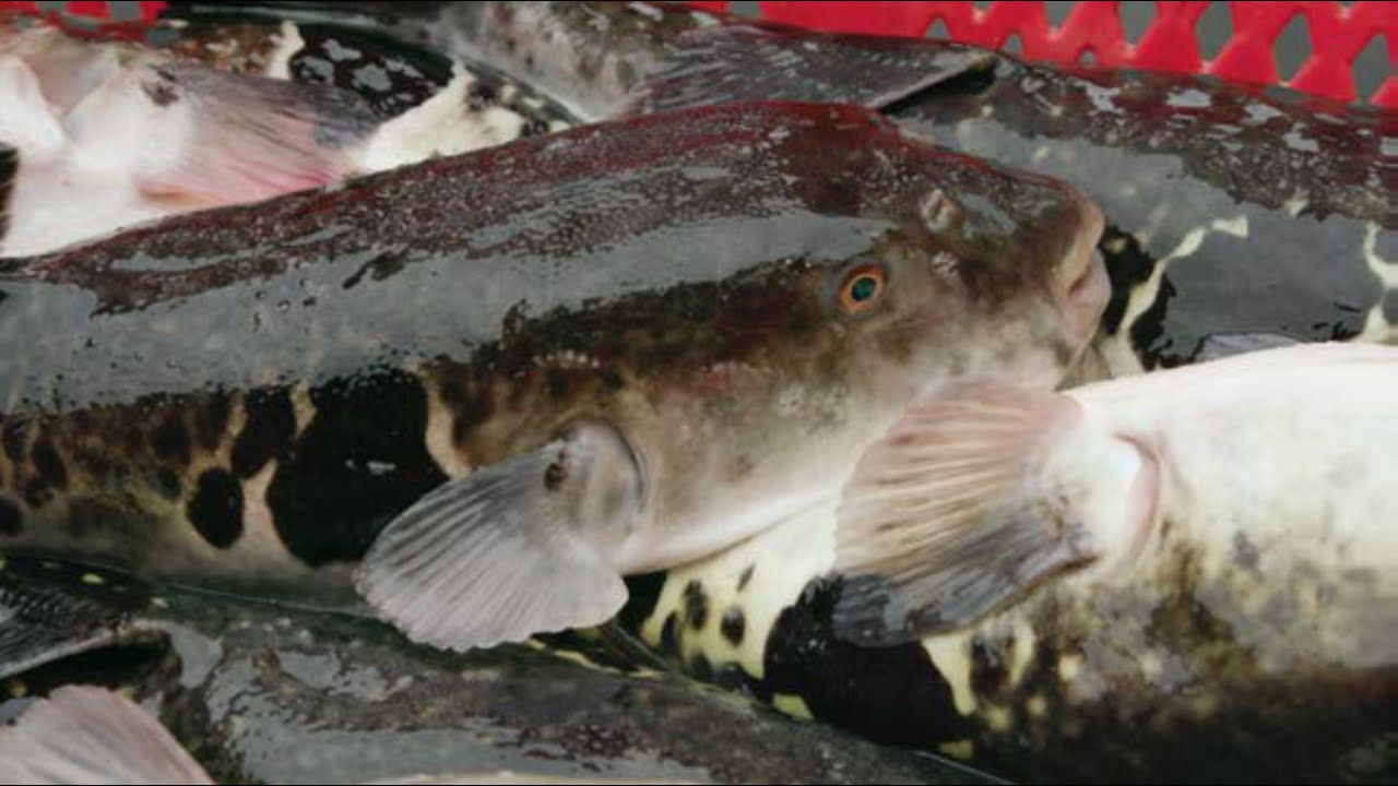 Anori Blowfish Anori Fishing Port 安乗漁港 安乗ふぐ Youtube Anori Blowfish Anori Fishing Port 安乗漁港 安乗ふぐ Youtube
