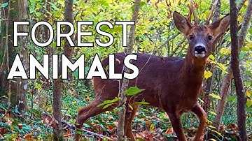 Watch What Happens When a Camera is Left in the Forest