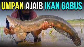 UMPAN IKAN GABUS  YANG PALING JITU DAN AMPUH screenshot 2